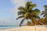 Классические согнутые пальмы для фотографирования на этом пляже тоже имеются