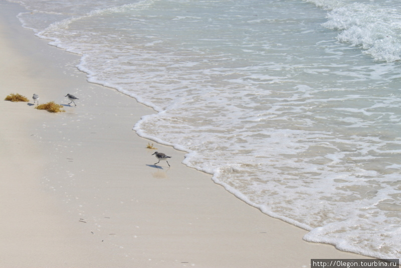Маленькие птички бегают по песочку увёртываясь от волн моря Тулум, Мексика