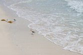 Маленькие птички бегают по песочку увёртываясь от волн моря