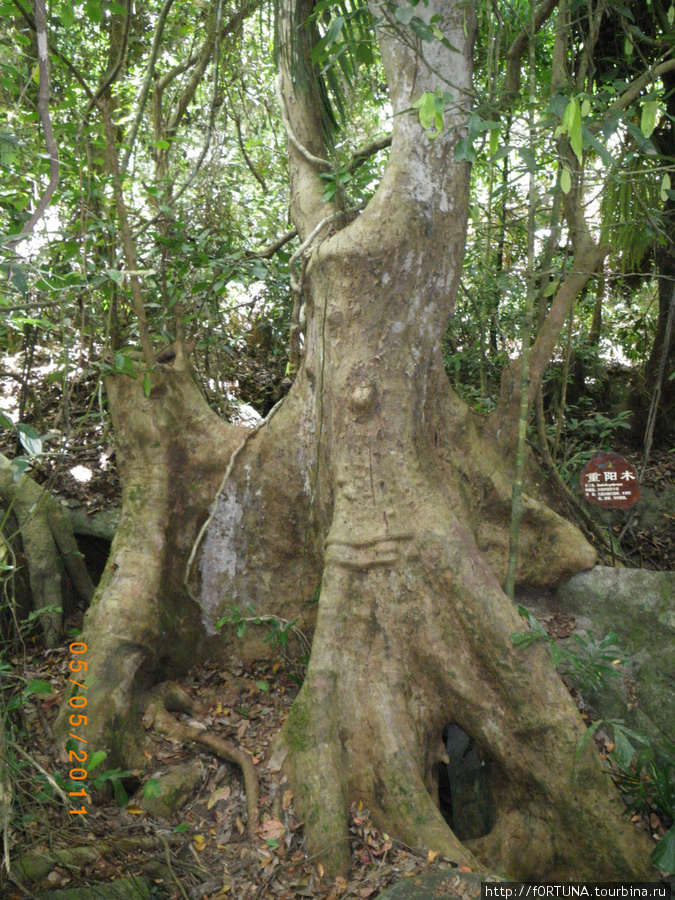Тропический лес Янода.Фикусы Провинция Хайнань, Китай