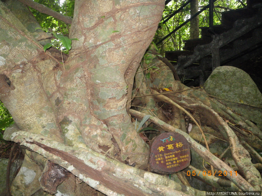 Тропический лес Янода.Фикусы Провинция Хайнань, Китай