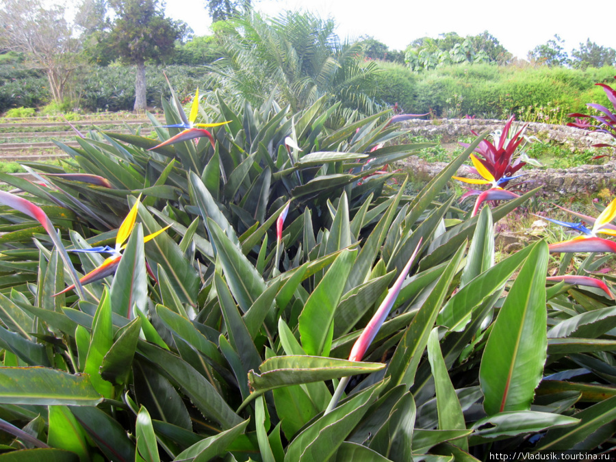 Ботанический сад у подножья Гран-Пьедра Национальный парк Баконао, Куба