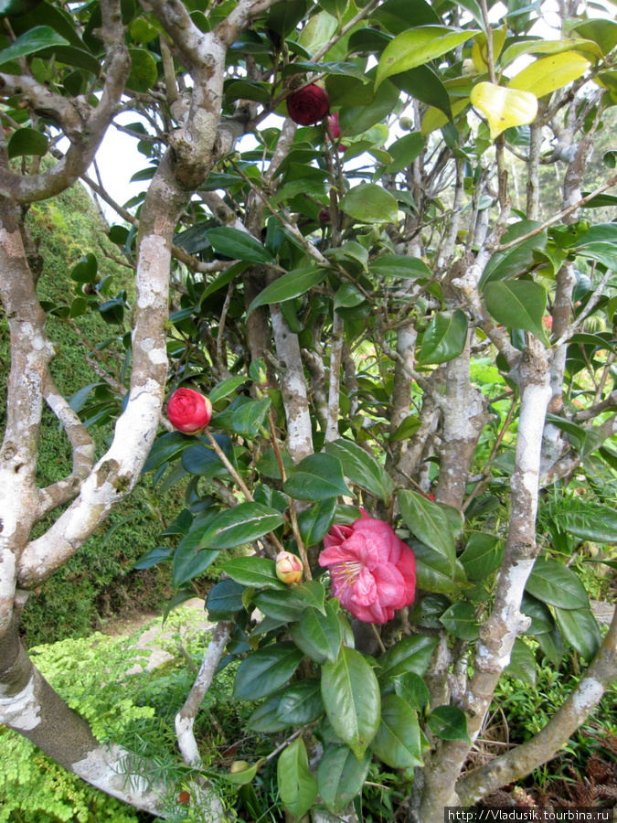 Ботанический сад у подножья Гран-Пьедра Национальный парк Баконао, Куба