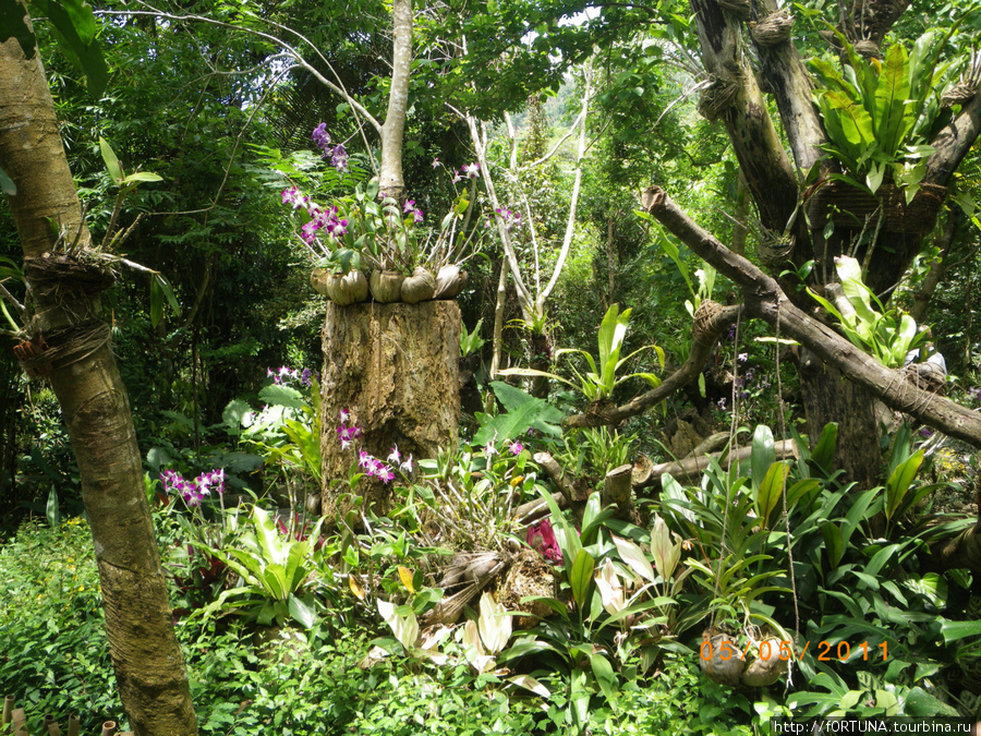 Тропический лес Янода.Джунгли Провинция Хайнань, Китай