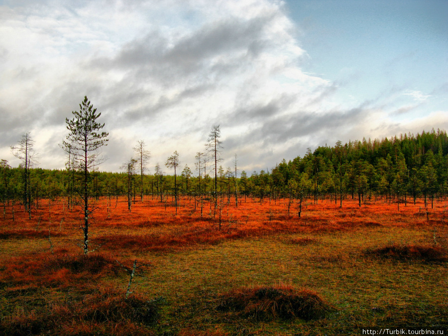 красный мох на болоте вдоль дороги к Воттовааре Воттоваара, Россия