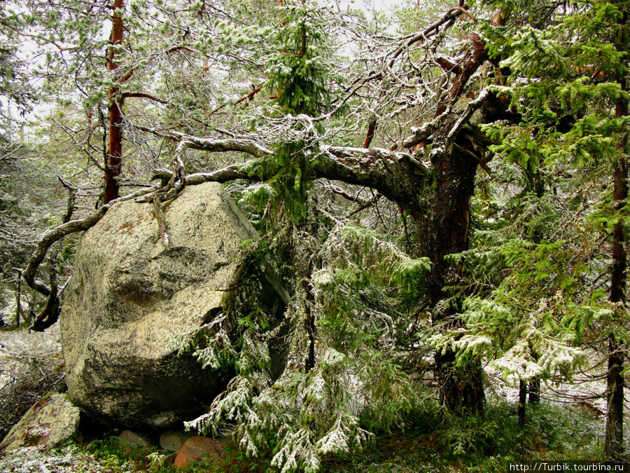 кунг-фу-дерево Воттоваара, Россия