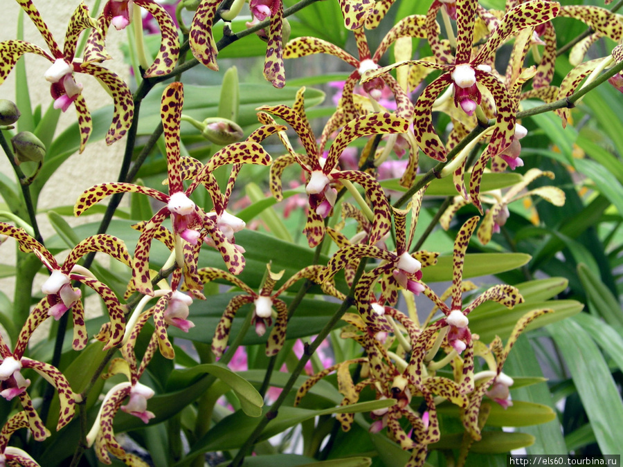 Сад орхидей Куала-Лумпур, Малайзия