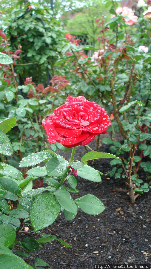 Розы Бостона Бостон, CША