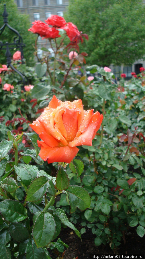 Розы Бостона Бостон, CША