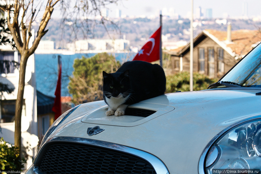 Кошки там тоже водятся Стамбул, Турция