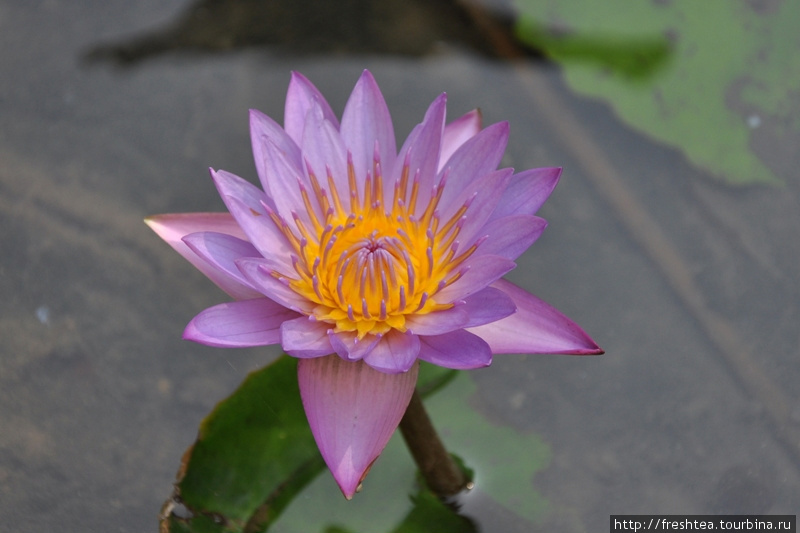 Голубой лотос, или Кувшинка голубая (цветок нередко, следуя английскому  ’blue lily’,  называют голубой лилией) — водное растение, что встречается от долины Нила до Южной Азии. Примечательно, что это цветок-символ Шри-Ланки, его нередко можно видеть на древних рисунках и фресках. Шри-Ланка