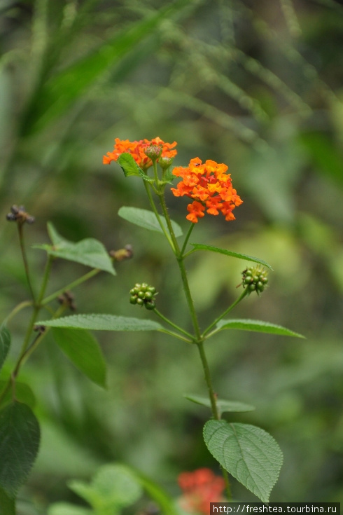 Названия этого аленького цветочка у водопадов Хьюнас мы не установили, но определенно он растет и в горшках на наших подоконниках. Шри-Ланка