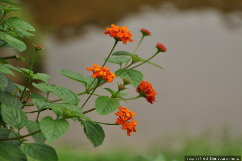 Еще аленький цветочек на высоких побегах. Шри-Ланка