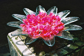 Цветками бугенвиллеи, разложив их в вазы с водой, ланкийцы часто украшают дома или холлы отелей.