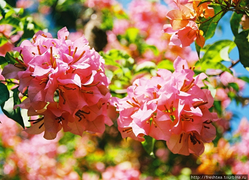 Еще одно популярное эффектно цветущее растение тропиков — бугенвиллея. Цветки у нее, надо признать, невзрачные (трубчатые), зато прицветники (брактеи) самых разных форм, фактуры и окраски. В сухой сезон эти высокие кустарники с пониклыми ветвями цветут так обильно, что куст издалека кажется облепленным стаей мотыльков.
На Шри-Ланке их называют бумажные цветы, потому что цветки не пахнут. Зато глаз радуют! Шри-Ланка