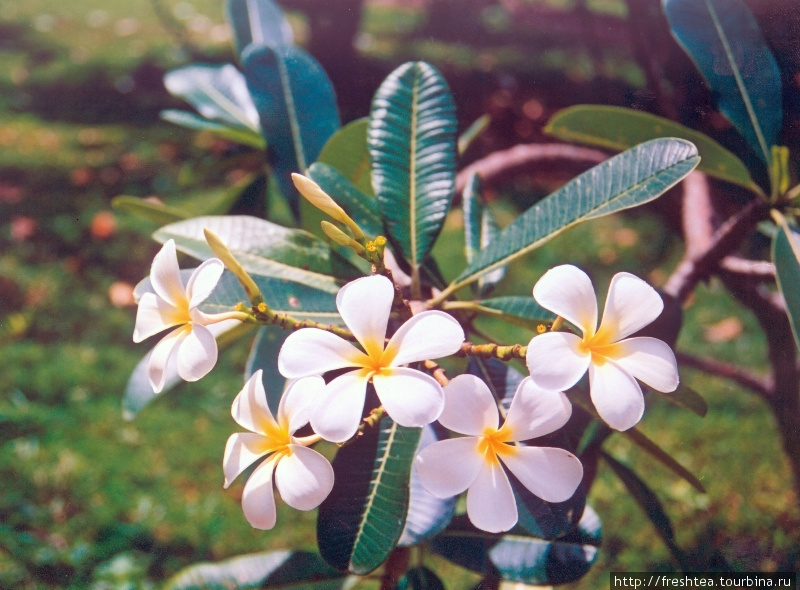 Это — едва ли не одно их самых известных ланкийских цветущих растений — плюмерия, или франжипани (сказывают, так звали итальянца, который использовал их экзотический аромат для создания духов).

Ланкийцы называют плюмерию храмовыми цветами (temple flowers), потому что буддисты и индуисты приносят их к алтарям. Шри-Ланка