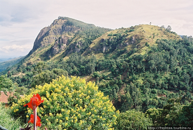 На сей раз мы добрались до усыпанных цветами деревьев в ущельях, что проезжали в июле на пути к высокогорному курорту Нувара Элия. 

Кроме диковинных деревьев, здесь себя хорошо чувствовали знакомые нам по райкомовским клумбам ярко-красные канны. Шри-Ланка