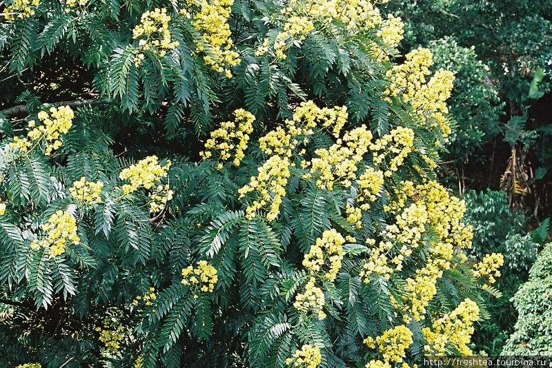 До некоторых деревьев в желтых соцветиях удалось дотянуться, хоть они и растут на довольно крутых склонах. Шри-Ланка