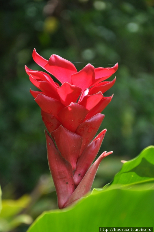 Название этого высокорослого растения из имения Бевиса Бава Сад вздохов пока установить не удалось, но надежда есть: такие цветы под пологом тропического леса  встречаются часто. Шри-Ланка