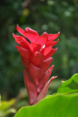 Название этого высокорослого растения из имения Бевиса Бава Сад вздохов пока установить не удалось, но надежда есть: такие цветы под пологом тропического леса  встречаются часто.