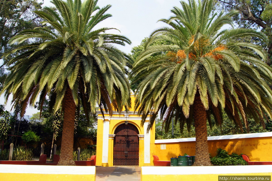 На территории церкви Голгофы растут пальмы Антигуа, Гватемала