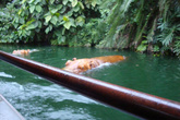 Бегемоты посматривают на проплывающий катер