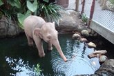 Слонёнок у Тарзана