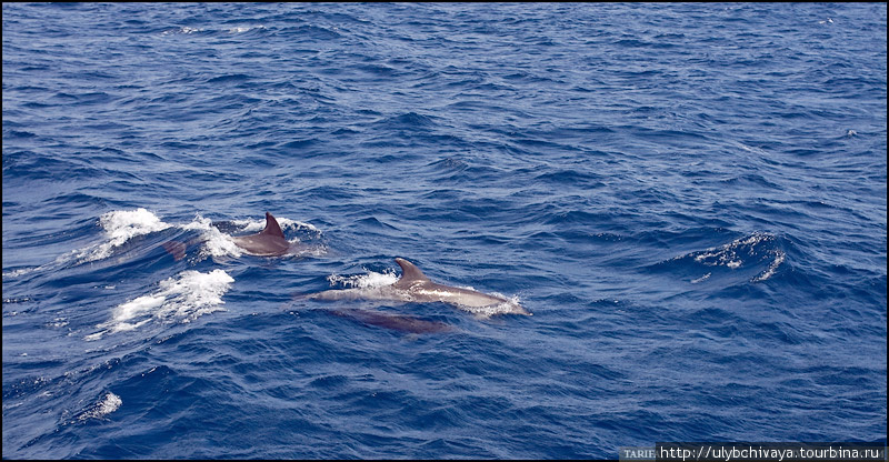 Дельфины Тарифа, Испания