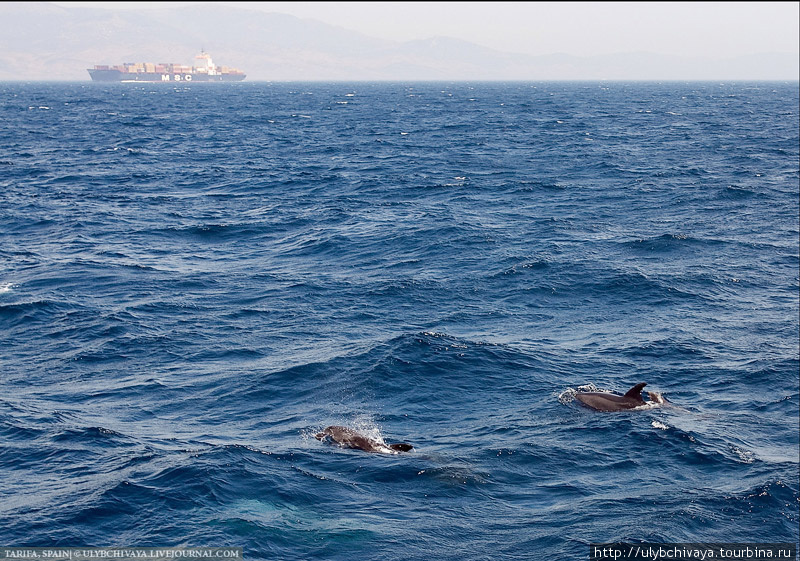 Тарифа. Встреча с китами-пилотами. Тарифа, Испания