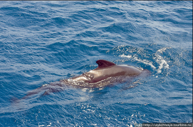 Дельфин Тарифа, Испания