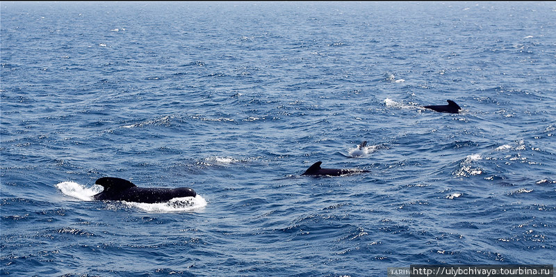 Тарифа. Встреча с китами-пилотами. Тарифа, Испания
