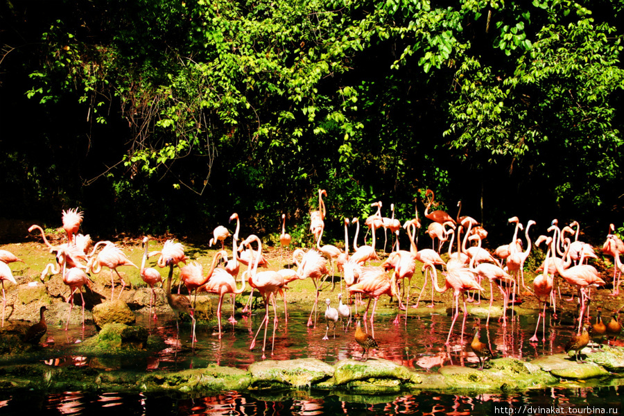 Розовый фламинго, дитя заката.... Санто-Доминго, Доминиканская Республика
