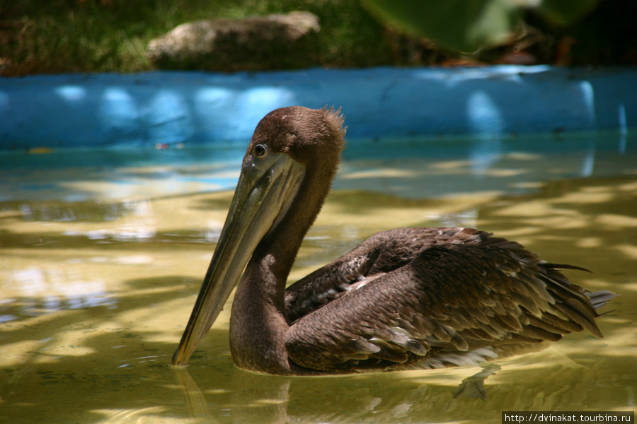 Пеликаны попрашайки Баваро, Доминиканская Республика