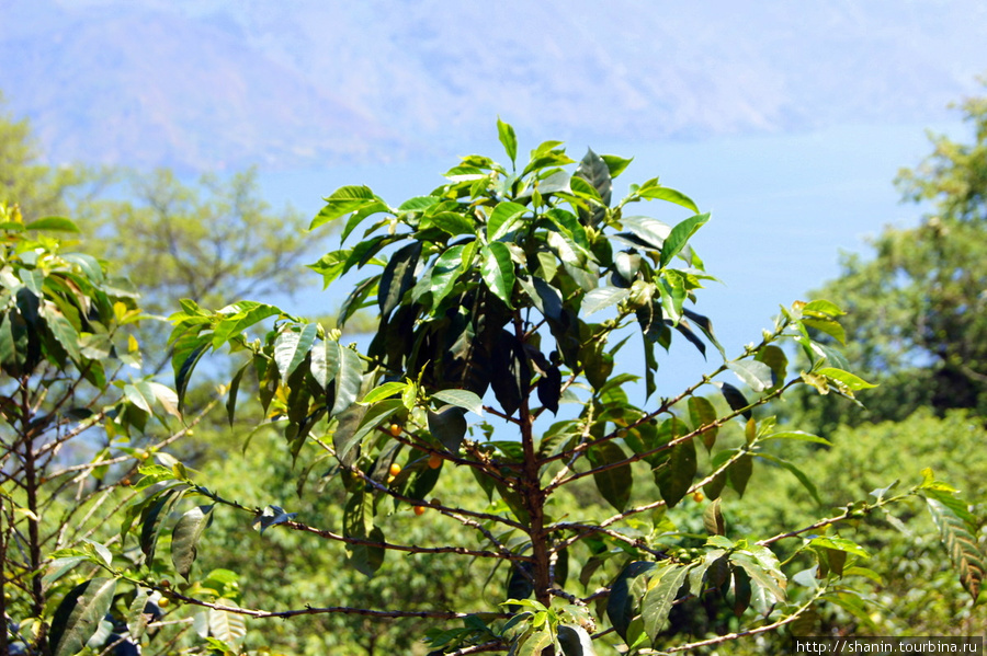 На склоне вулкана Сан Педро есть кофейные плантации Сан-Педро-ла-Лагуна, Гватемала