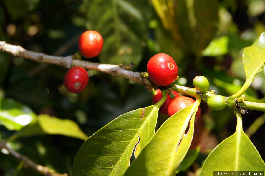 Плоды кофе Сан-Педро-ла-Лагуна, Гватемала