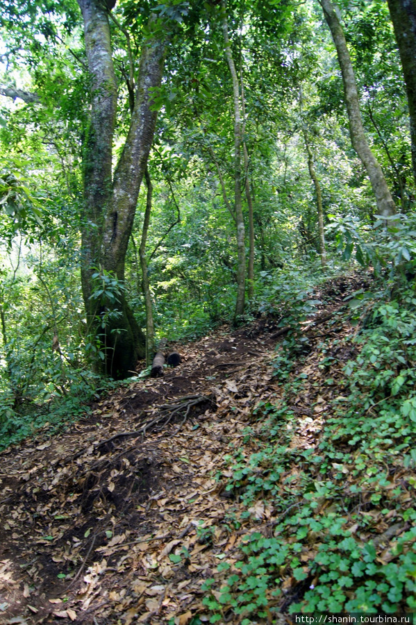 В лесу Сан-Педро-ла-Лагуна, Гватемала