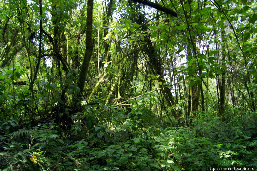 В густом влажном тропическом лесу Сан-Педро-ла-Лагуна, Гватемала