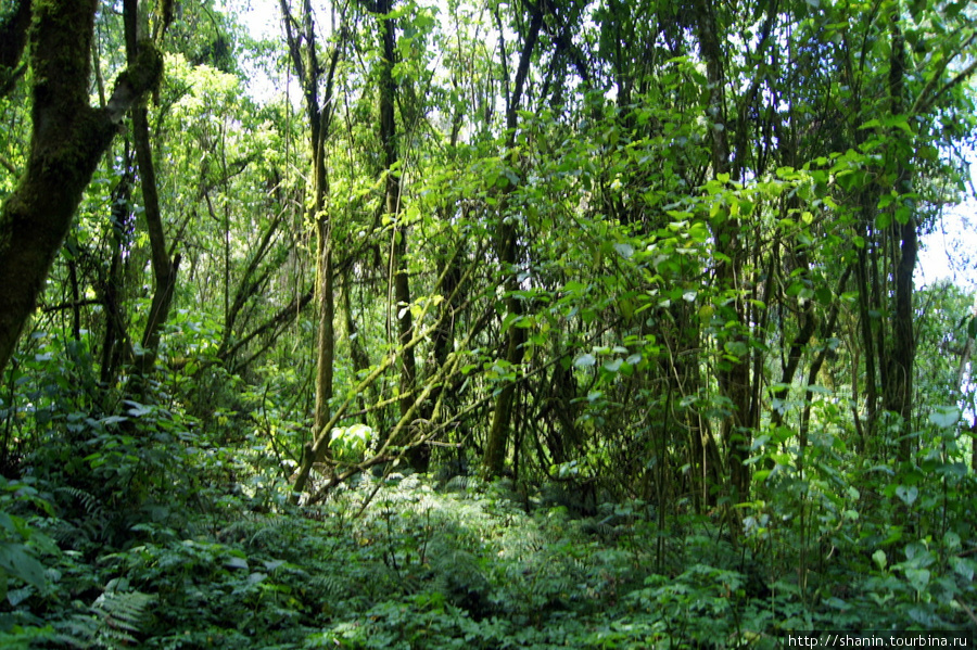 В густом влажном тропическом лесу Сан-Педро-ла-Лагуна, Гватемала