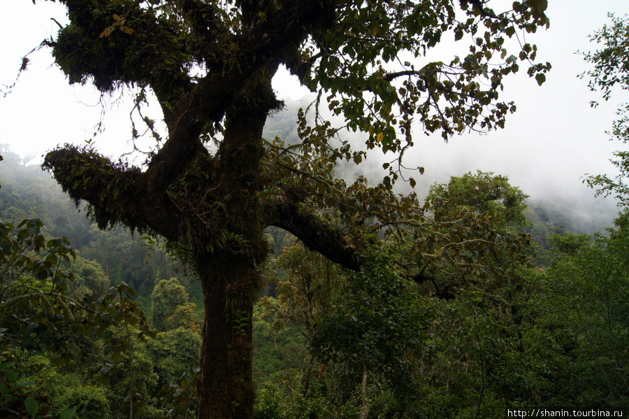 В густом влажном тропическом лесу — на вершине вулкана Сан-Педро-ла-Лагуна, Гватемала