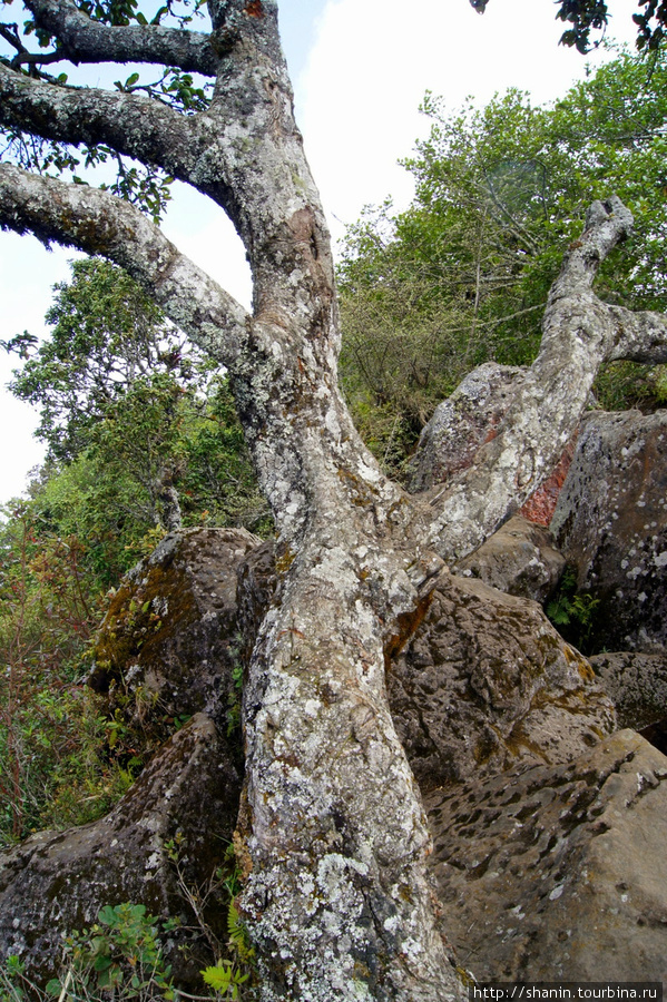 Дерево на вершине вулкана Сан-Педро-ла-Лагуна, Гватемала