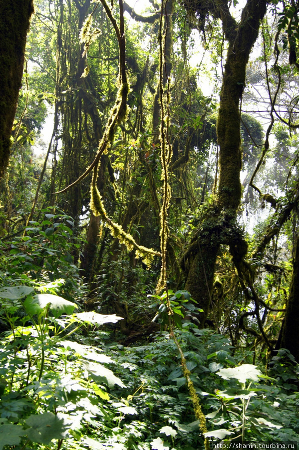 В лесу на склоне вулкана Сан Педро Сан-Педро-ла-Лагуна, Гватемала