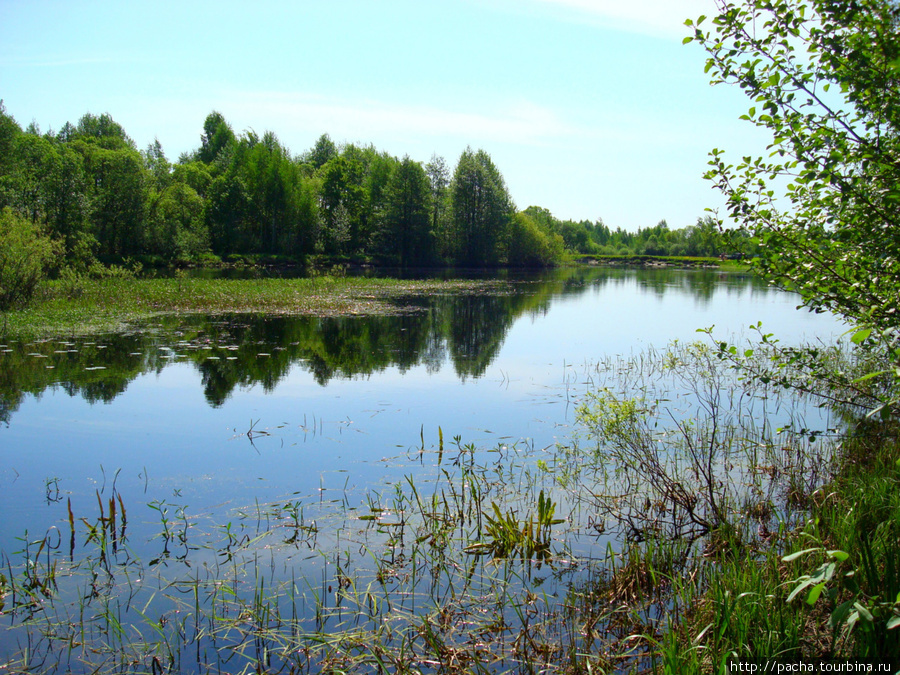 Р.Березина Лещины Березинский биосферный заповедник, Беларусь