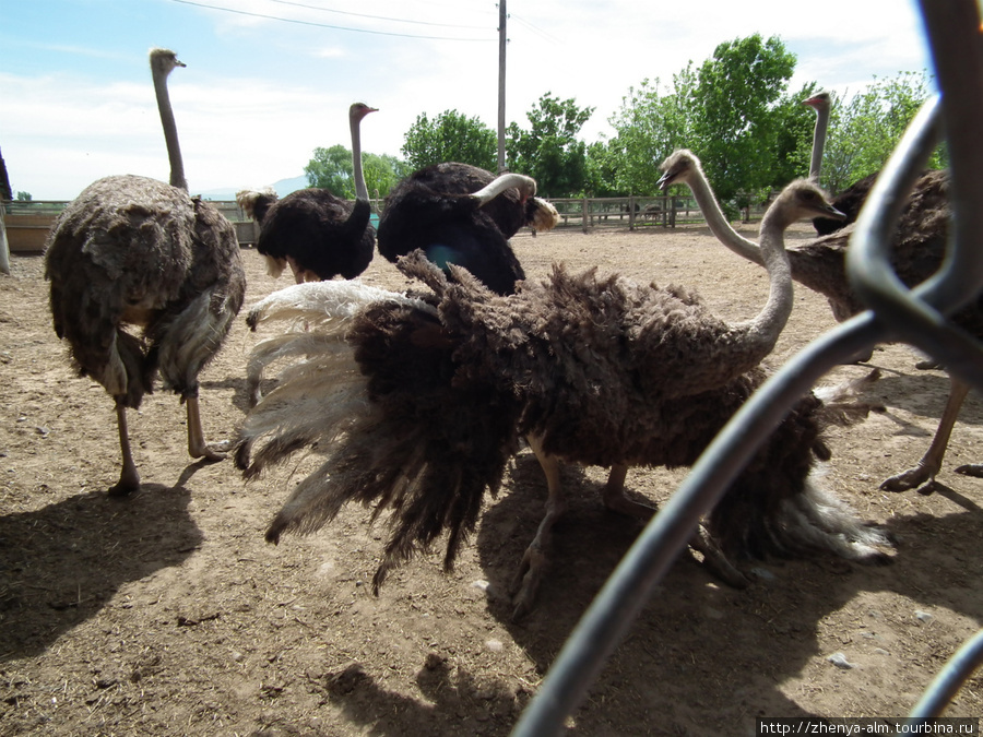 жители страусиной фермы Тургень, Казахстан