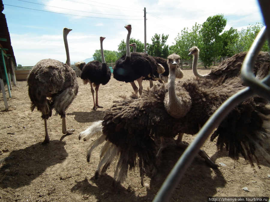 жители страусиной фермы Тургень, Казахстан