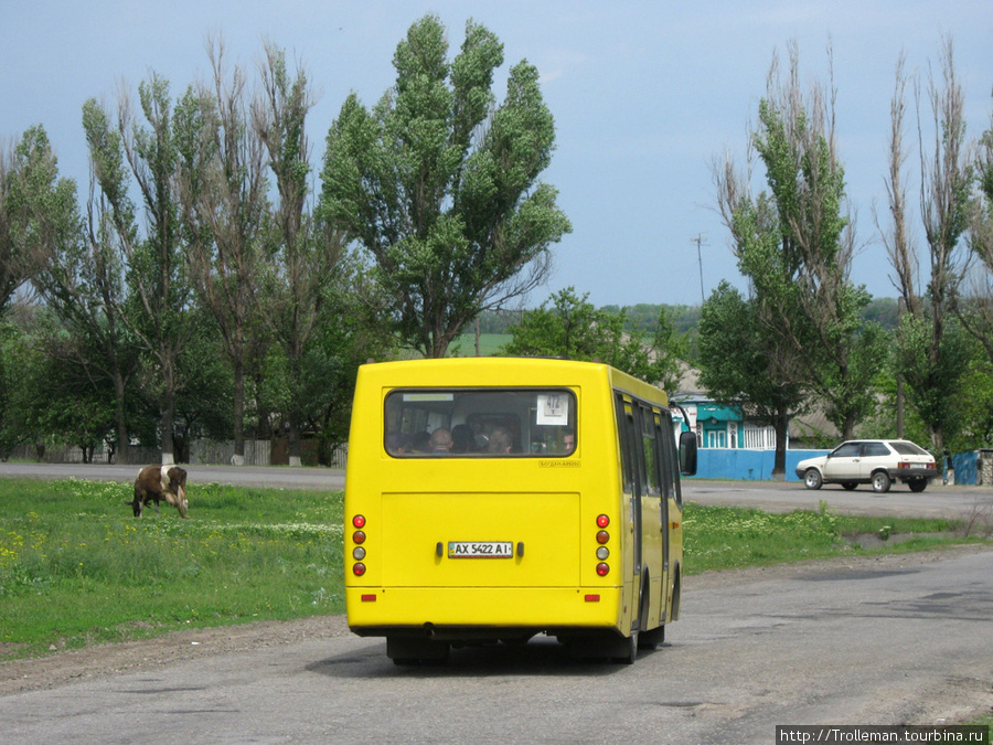 Богдан и корова Каменная Яруга, Украина