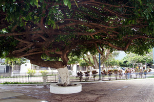 Огромное дерево на центральной площади Атако