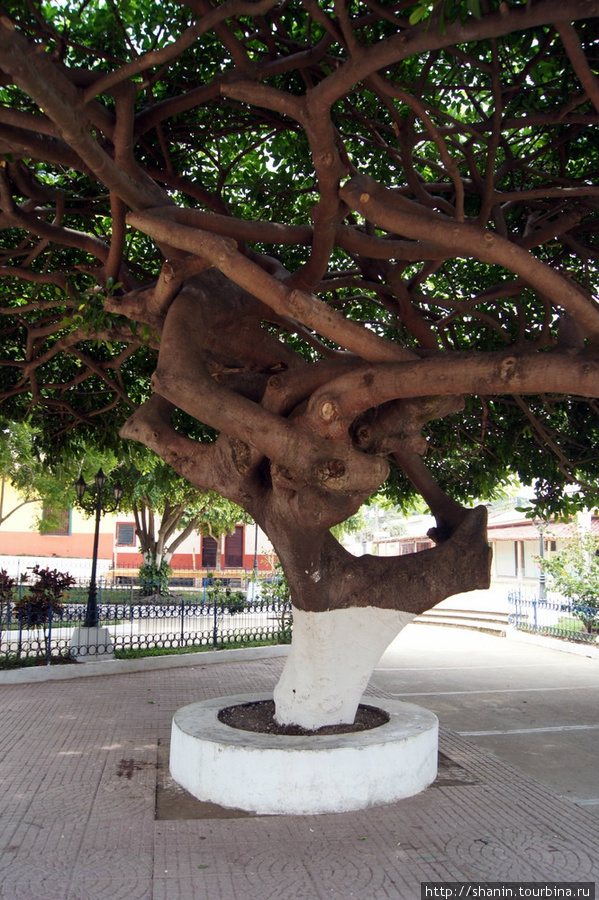 На центральной площади в Атако растут огромные деревья Концепсьон-де-Атако, Сальвадор