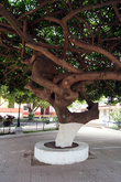 На центральной площади в Атако растут огромные деревья