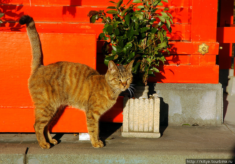Кошка в святилище Utono I