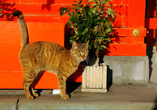 Кошка в святилище Utono Inarisha